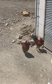 مرغ وخروس