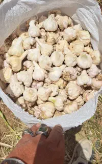 سیر بذری و پودر سیر