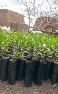 نهال پسته