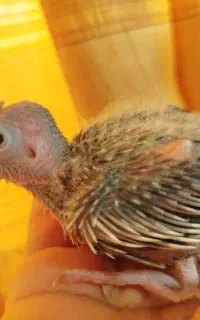 مجسمه جوجه عروس هلندی