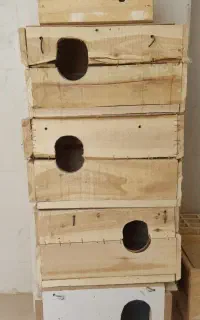 لانه عروس هلندی