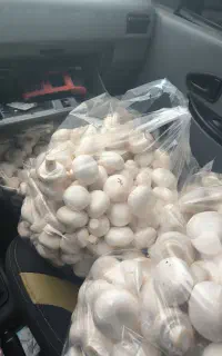 فروش قارچ لوکس