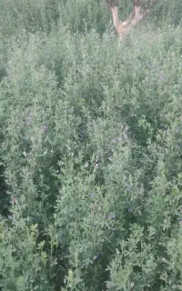 یونجه خالص وسایز بزرگ در روستای حاشیه رود