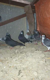 کبوتر مسافتی وتکپر