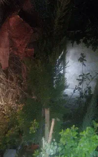درخت