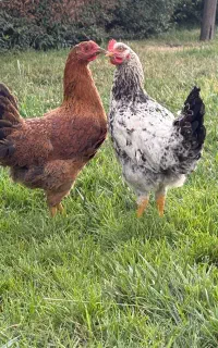 مرغ و خروس
