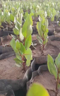 نهال پسته