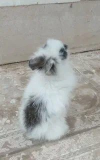 فروش یک خرگوش لپ نزدیک به دوماه