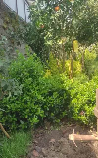 شمشاد زمینی جعبه خور