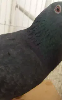 کبوتر زاغی