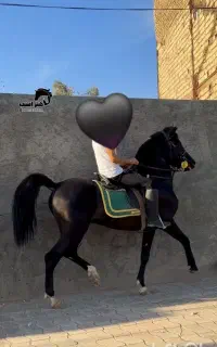 اسب نریان پرخون اینده دار