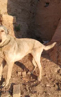 سگ جنس سراب