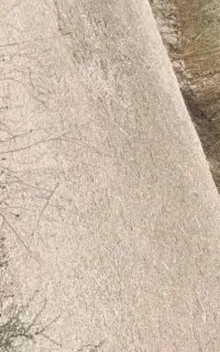 کاه گندم