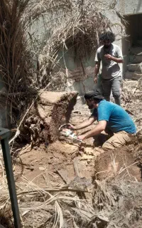 بریدن نخل وقطع نخل سمپاشی نخل هرس نخل بریدن درخت
