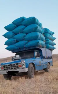 کاه جو دیم