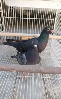 نر و ماده آلمانی