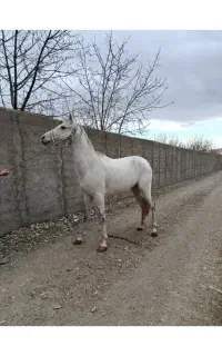 فروش اسب