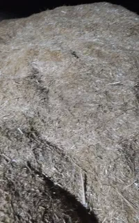 کاه گندم. عکسا تو شب گرفته شده وگرنه کاه زرد زرده