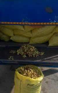خرید پسته کال