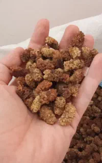 توت خشک امسالی