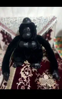میمون