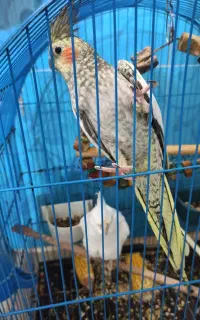 عروس هلندی