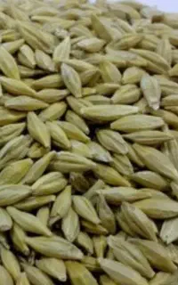 جو درجه یک