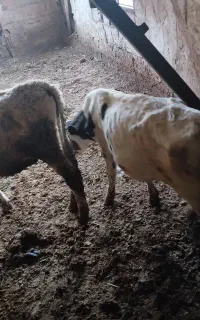 گوساله  نر