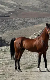 اسب اصل کورد 6به7