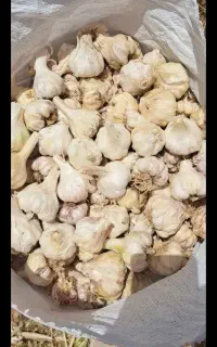 سیر محلی بیضا