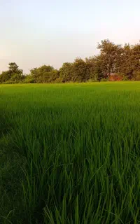 نگهبان  چاه