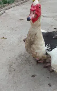 اردک اسرائیلی
