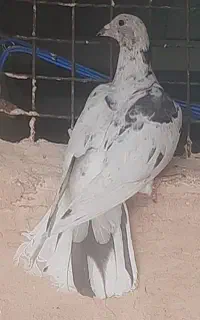۴ تا جوجه آلمانی