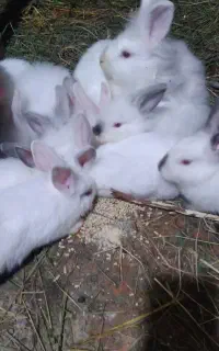 خرگوش