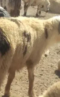 قوچ ترکی