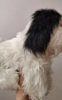 عروسک