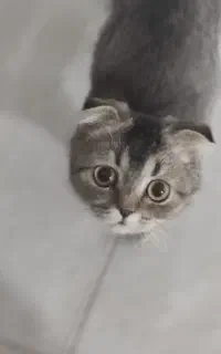 گربه ماده اسکاتیش بلک گلد