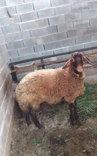 گوسفند ماده