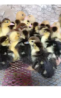 جوجه اردک اسرائیلی تعداد ۵۰عدد