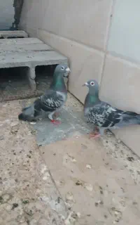 کبوتر