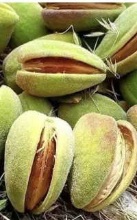 پوست گیری بادام سبز وگردو سبز