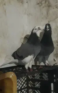 تکپر جفتگاهی