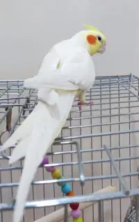 عروس هلندی سخنگو