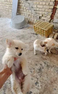 3قلاده سگ پاکوتاه