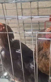 مرغ تخمگذار