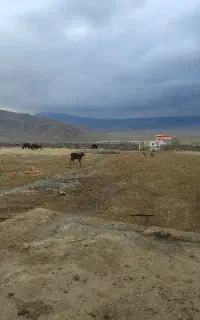 باغداری و گاوداری سنتی به صورت شراکتی در شهر ماکو