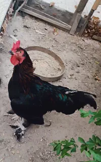 خروس