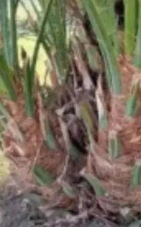 علف(یونجه)اجاره ای . جنگ نر ومضافتی رسیده موجوده