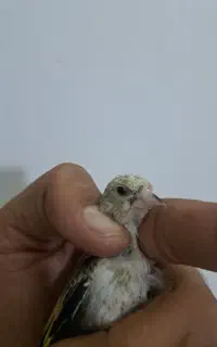 جوجه سهره