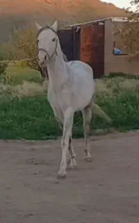 مادیون